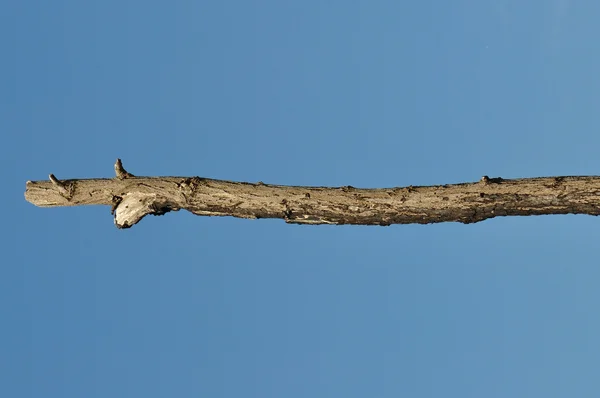 Dřevěná hůl stromu větev detail — Stock fotografie