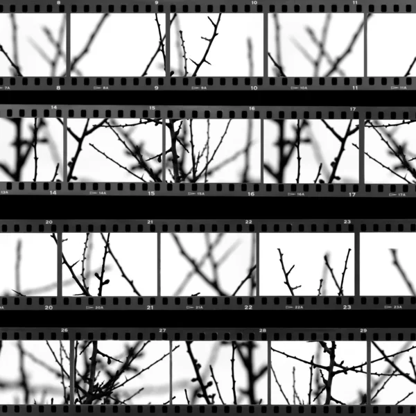 Contact sheet with photos of tree branches — Stock Photo, Image