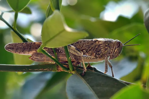 Saltamontes entre hojas —  Fotos de Stock