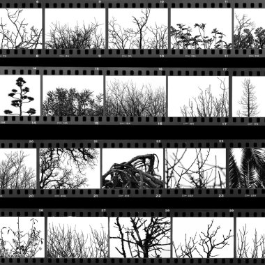 Prova kağıdı film, ağaçlar ve bitkiler