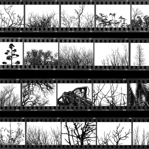 Trees and plants film proof sheet — Stock Photo, Image