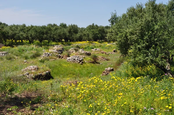 Оливкові дерева весняні квіти старий камінь колодязь — стокове фото