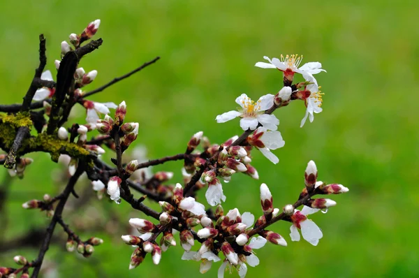 Almond buds and flowers after the rain — Stock Photo, Image