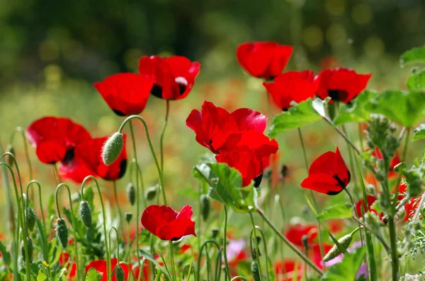 Flores de papoula no campo verde — Fotografia de Stock