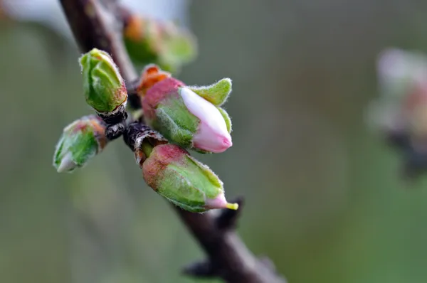 Boutons de fleurs d'amande — Photo