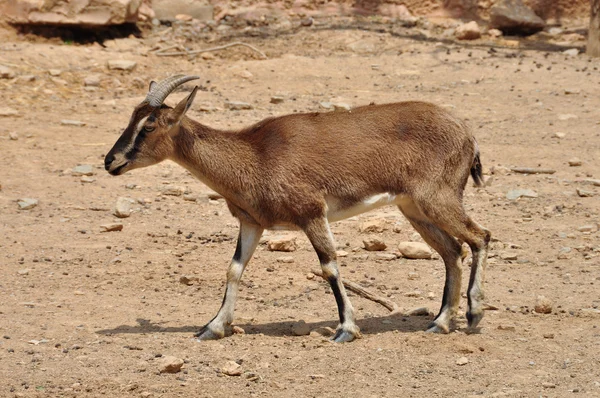 Capra selvatica del cretan — Foto Stock