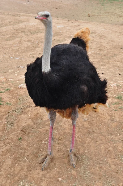 Avestruz selvagem africano — Fotografia de Stock