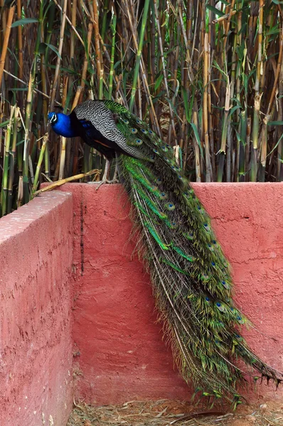 Peacock with colorful plumage — Stock Photo, Image