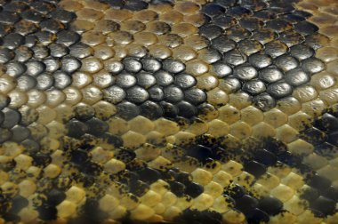 yellow anaconda snake skin background clipart