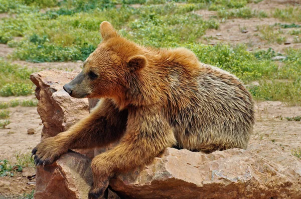 Brown bear — Stock Photo, Image