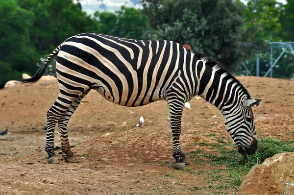 Zebra feeding on grass — Stock Photo, Image