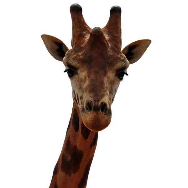 Baringo-Giraffenkopf — Stockfoto