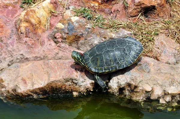 Rood-eared schuifregelaar schildpad — Stockfoto