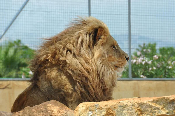 Southwest african lion — Stock Photo, Image