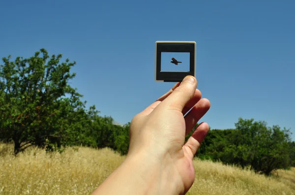 飛ぶ鳥の写真スライド — ストック写真