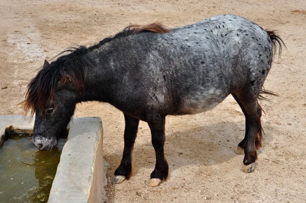 Skyrian vahşi pony içme suyu — Stok fotoğraf