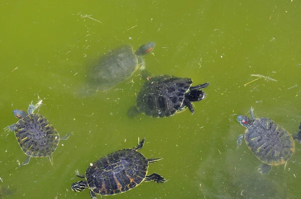 Rotohr-Schildkröten — Stockfoto