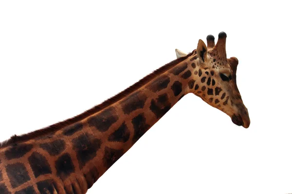 Baringo-Giraffe auf weißem Hintergrund — Stockfoto