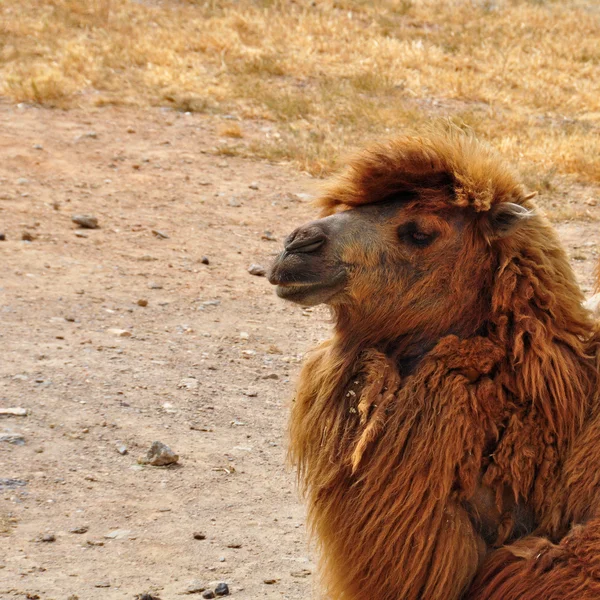 Wild bactrian camel — Stock Photo, Image