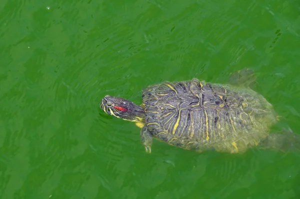 Schwimmende Rotohrschildkröte — Stockfoto