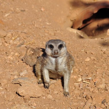meerkat suricate hayvan portre