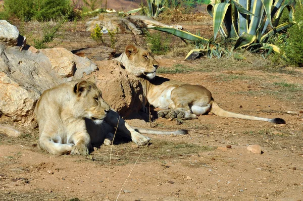 西南非洲母狮 — 图库照片