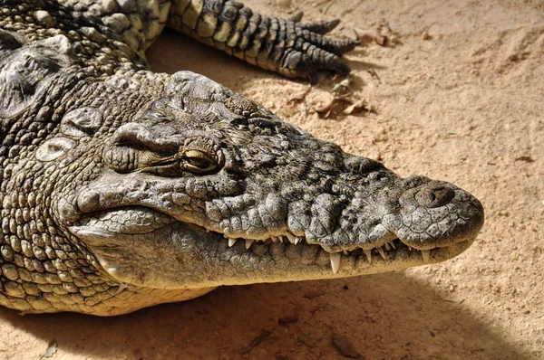 Nilen krokodil vilda djur — Stockfoto