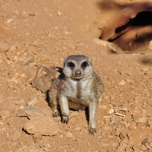 Meerkat suricate dierlijke close-up — Stockfoto