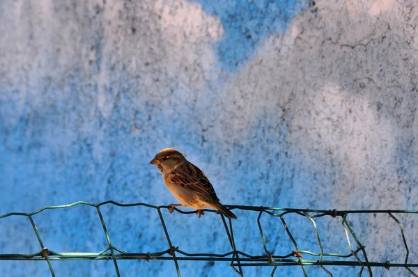 Sparrow malý pták — Stock fotografie