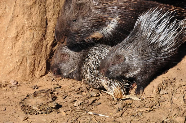 Indian crested porcupines — Stock Photo, Image