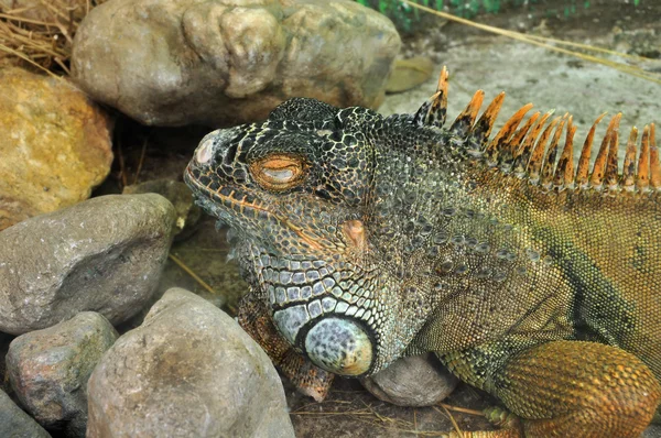 Iguana verde reptil — Foto de Stock