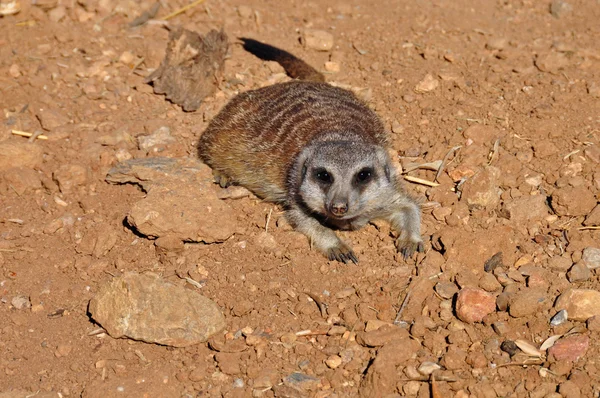 Meerkat dier — Stockfoto