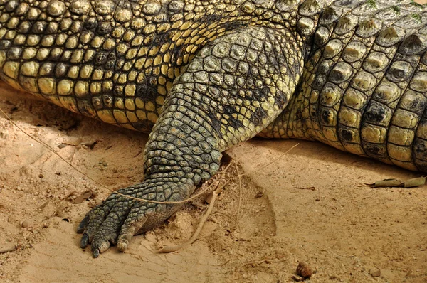 Garras de cocodrilo del Nilo y detalle de la piel —  Fotos de Stock