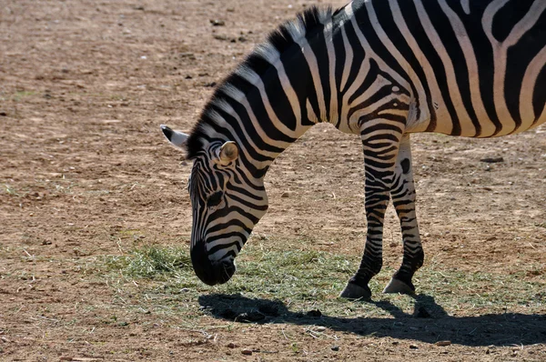 Zebra äta gräs — Stockfoto