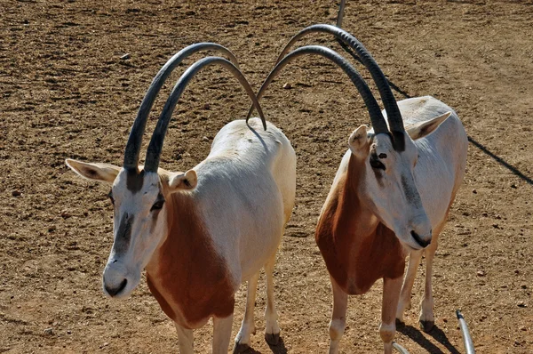 Kaksi Scimitar Horned Oryx antiloopit — kuvapankkivalokuva