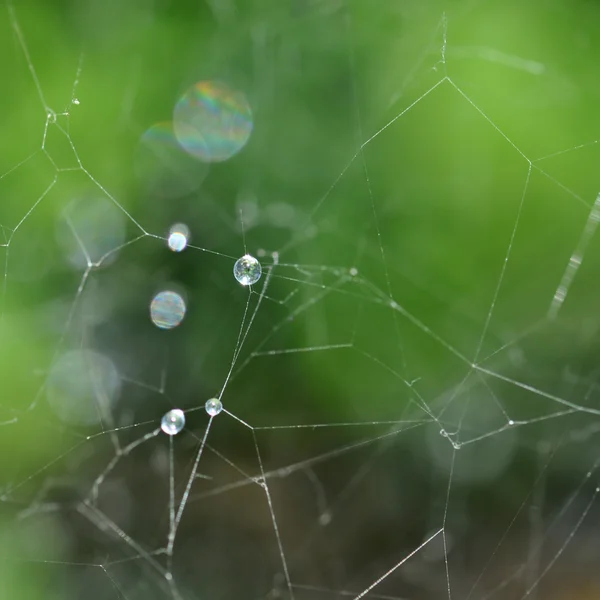 Spinnennetz und Regentropfen — Stockfoto