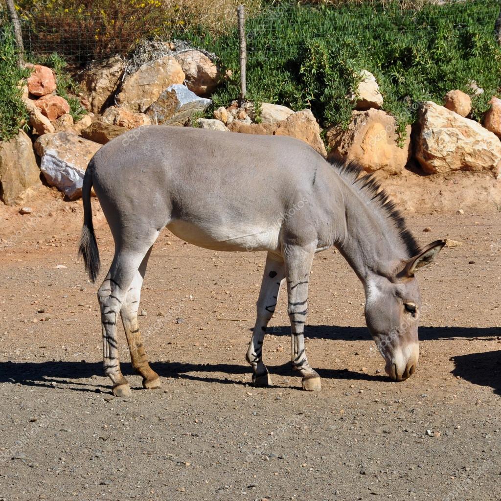 African somali wild ass Stock Photo by ©sirylok 36737043 African somali wild ass Stock Photo by ©sirylok 36737043