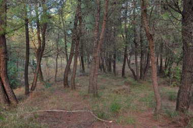 Ormandaki çam ağaçları