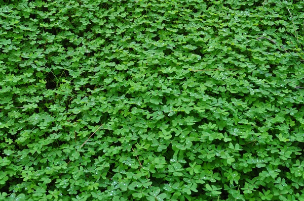 Clover växt med regndroppar — Stockfoto
