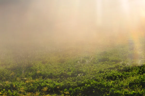 Solljus på gräs — Stockfoto