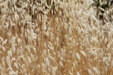 Kuru oat straw