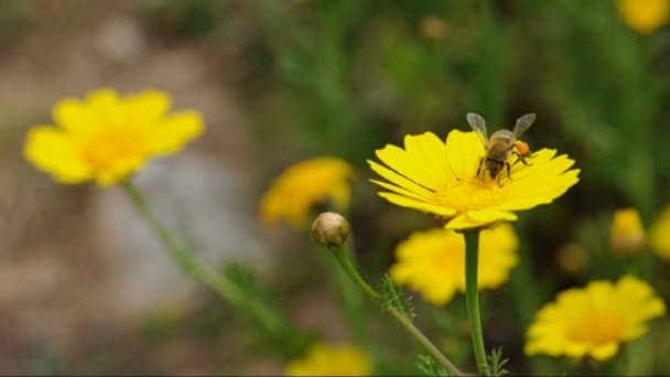 Latający Pszczoła robotnica — Wideo stockowe