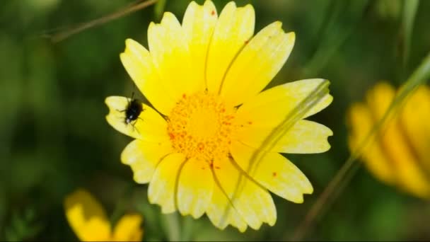 Springen op een gele bloem kever — Stockvideo