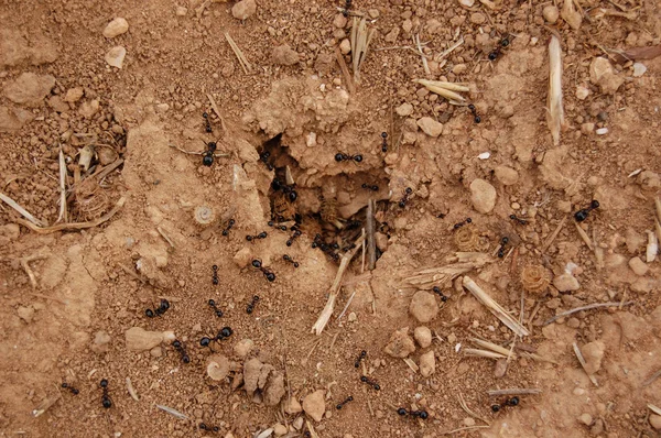 Fourmis nichent au sol — Φωτογραφία Αρχείου