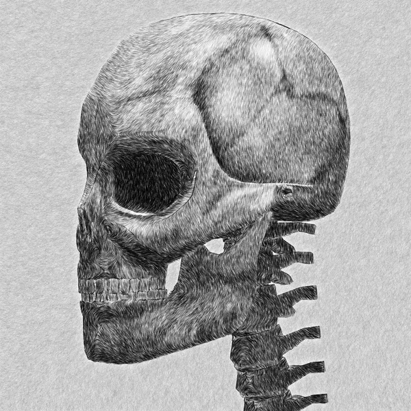Schizzo cranio umano Immagine Stock