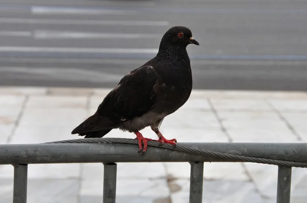 Schwarze Taube — Stockfoto