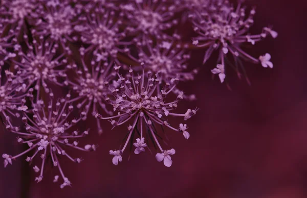 Yarrow flowering plant Royalty Free Stock Images