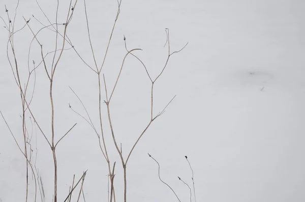 Vegetazione Invernale Piante Appassite Fondo Bianco Neve — Foto Stock