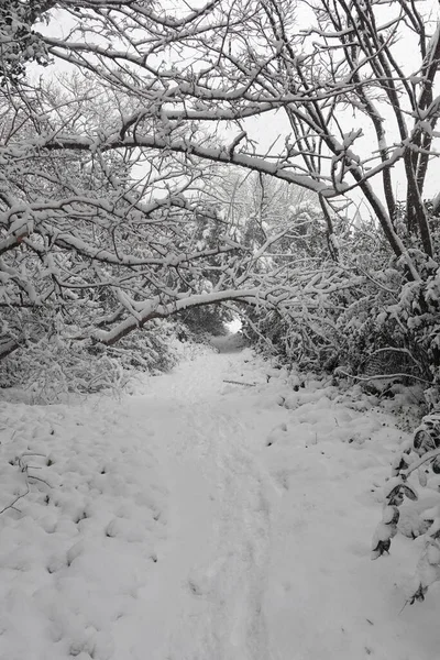 林子里被雪覆盖的树木间的小径 冬季景观 — 图库照片