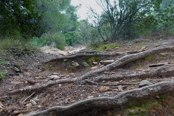 Sentiero Con Gradini Radice Albero Ripida Collina Foresta Paesaggio Naturale — Foto Stock